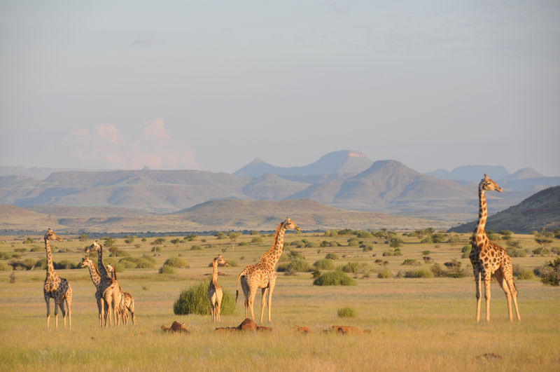Angolan giraffe herd in Damaraland, NW Namibia. Image: Julian Fennessy